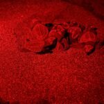 Panamá fortalece conservación de tortugas marinas con plan MiAMBIENTE lanza plan nacional para proteger tortugas marinas con acciones científicas y comunitarias, tras liberar más de 340 mil ejemplares en 2025