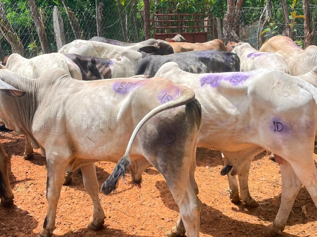 “Asegurar ganado se vuelve clave ante amenazas climáticas crecientes” SeguroPecuario, Ganaderia, ISA, Veraguas, Productores, AgroPanama, EconomiaRural, RioDeJesus, BDA, CambioClimatico