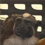 Rescatan mono tití en Chiriquí y sospechan tráfico ilegal Autoridades investigan posible caso de tráfico de fauna silvestre