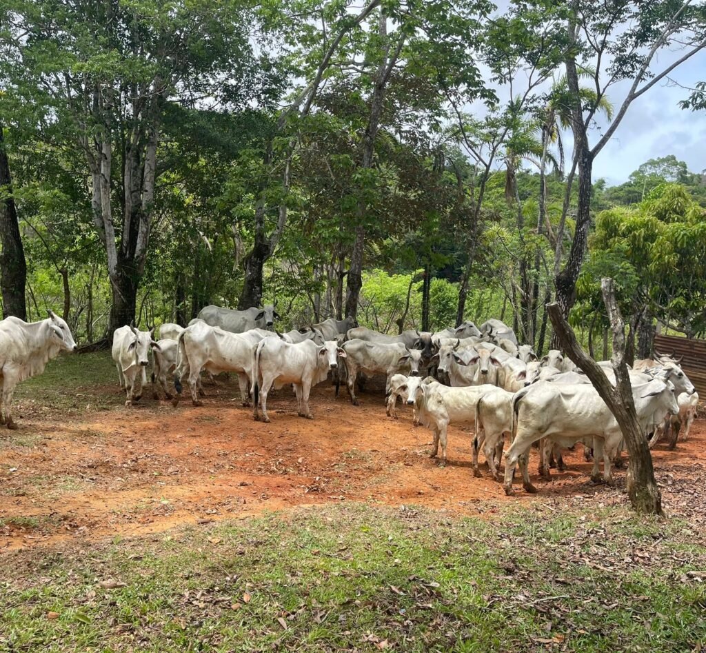 Inspección abarcó 80 hectáreas de producción pecuaria