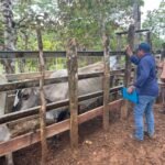 Finca ganadera en Los Santos obtiene evaluación favorable tras inspección del ISA