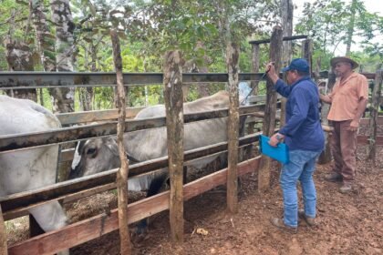 Finca ganadera en Los Santos obtiene evaluación favorable tras inspección del ISA