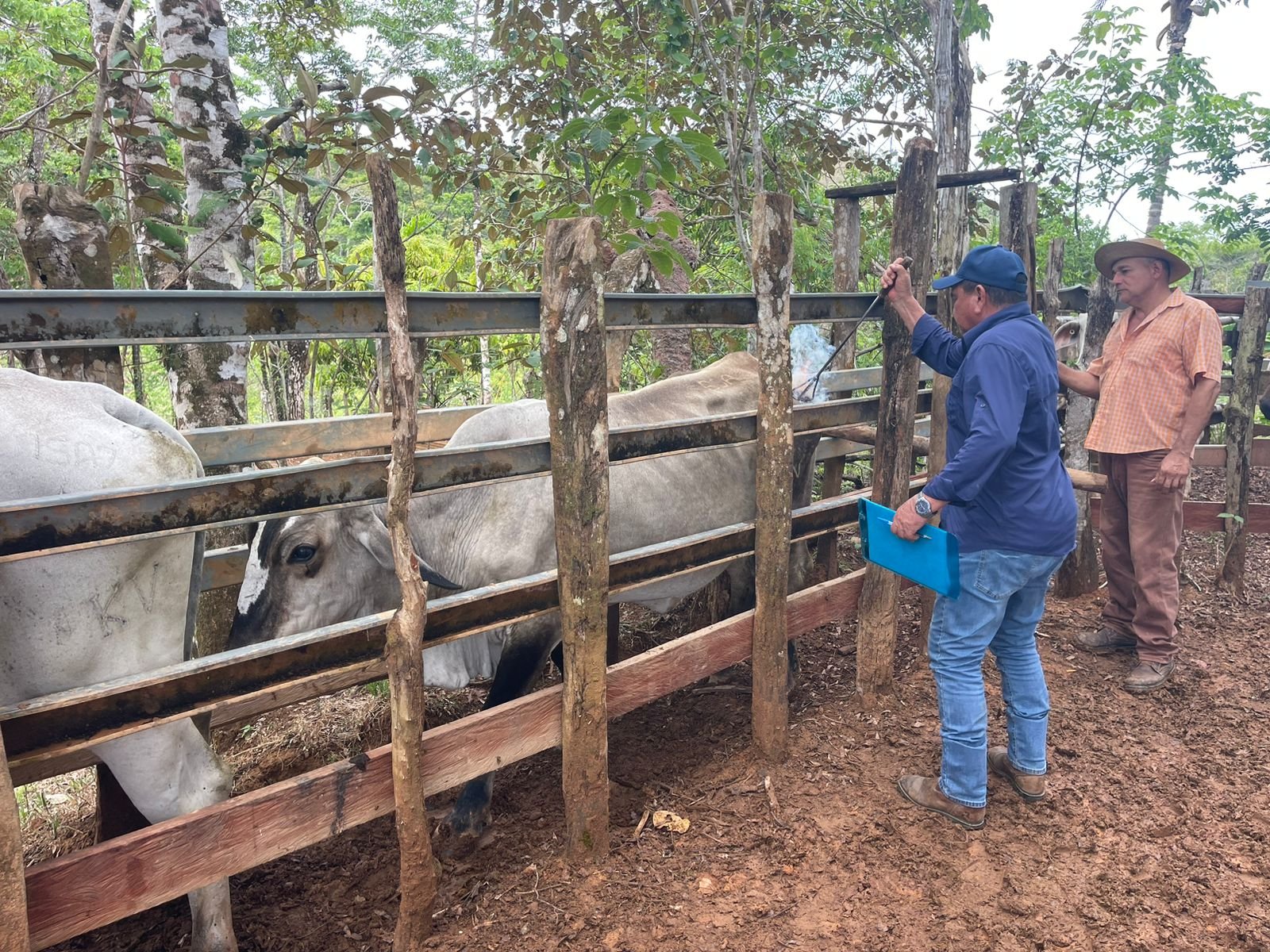 Finca ganadera en Los Santos obtiene evaluación favorable tras inspección del ISA