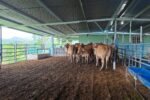Finca de Darién protege su producción con seguro ganadero del ISA