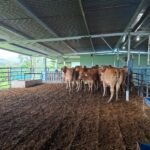 Finca de Darién protege su producción con seguro ganadero del ISA