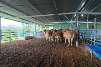 Finca de Darién protege su producción con seguro ganadero del ISA