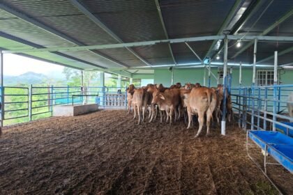 Finca de Darién protege su producción con seguro ganadero del ISA