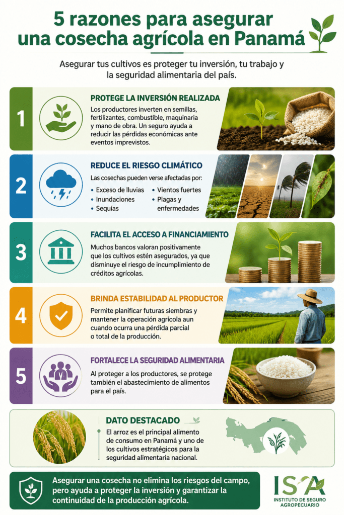 El Instituto de Seguro Agropecuario reiteró que los productores interesados en proteger sus inversiones pueden acercarse a las agencias regionales, a la sede central en Panamá o utilizar la plataforma digital ISACORE para gestionar pólizas agrícolas, pecuarias y complementarias.