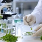 plantas panameñas muestran potencial contra células cancerosas