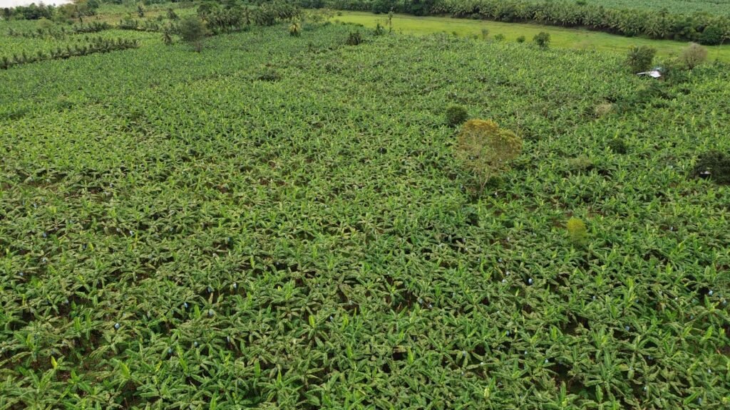 Las aeronaves no tripuladas son utilizadas para realizar labores de fumigación en extensas parcelas agrícolas, tanto en Bocas del Toro como en otras regiones productivas de Panamá, permitiendo optimizar tiempos de trabajo, reducir costos operativos y mejorar la eficiencia en la aplicación de insumos agrícolas.