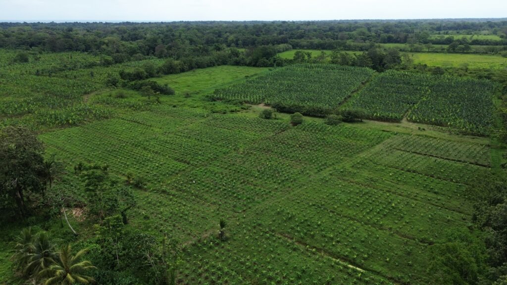Las aeronaves no tripuladas son utilizadas para realizar labores de fumigación en extensas parcelas agrícolas, tanto en Bocas del Toro como en otras regiones productivas de Panamá, permitiendo optimizar tiempos de trabajo, reducir costos operativos y mejorar la eficiencia en la aplicación de insumos agrícolas.