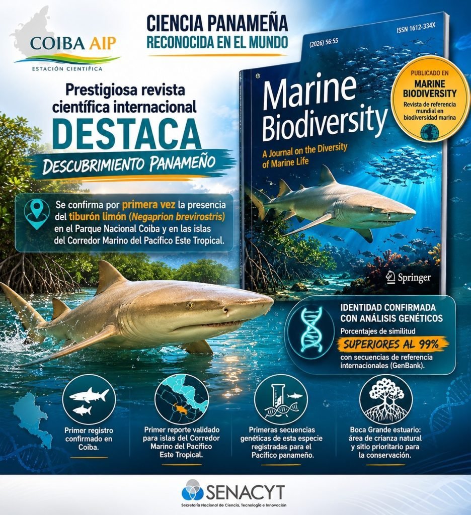 La publicación del estudio en Marine Biodiversity, revista científica editada por Springer Nature y reconocida por sus rigurosos procesos de revisión por pares, representa además un importante reconocimiento al trabajo que desarrollan investigadores panameños en materia de ciencias marinas.