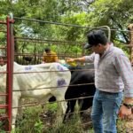 ISA asegura 140 novillos de ceba en Aguadulce