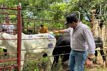 ISA asegura 140 novillos de ceba en Aguadulce