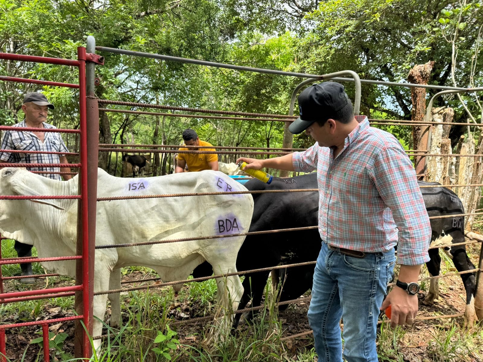 ISA asegura 140 novillos de ceba en Aguadulce