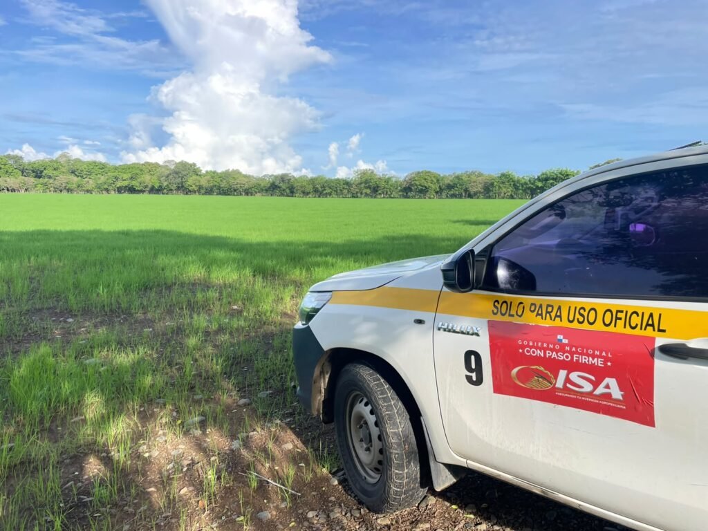 Inspección técnica garantiza la cobertura agrícola
Como parte del proceso, personal técnico del ISA verificó las condiciones de los cultivos y realizó las valoraciones correspondientes para formalizar la póliza de seguro.
El arroz es uno de los rubros agrícolas más importantes de Veraguas y forma parte esencial de la seguridad alimentaria del país, por lo que la protección de estas inversiones resulta clave para la estabilidad de la producción nacional.