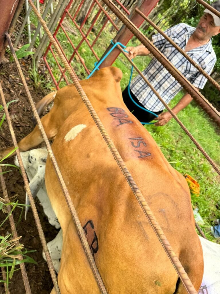ISA, seguro pecuario, novillos de ceba, Aguadulce, Coclé, productores pecuarios, ganadería Panamá, seguro agropecuario, ISACORE, BDA.