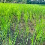 Productor de Mariato asegura 23 hectáreas de arroz con ISA