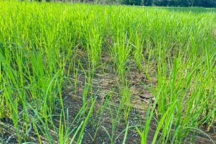 Productor de Mariato asegura 23 hectáreas de arroz con ISA