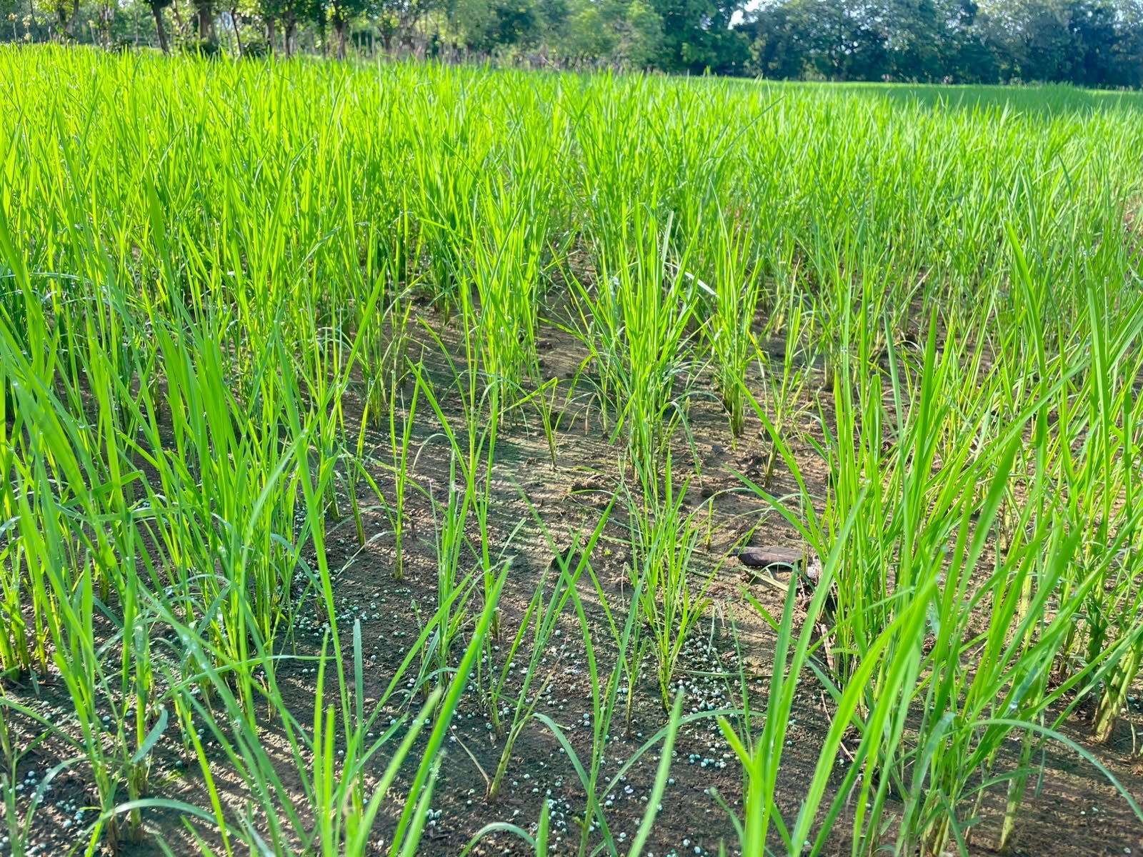 Productor de Mariato asegura 23 hectáreas de arroz con ISA