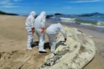MiAMBIENTE investiga varamiento de tiburón ballena en Veracruz