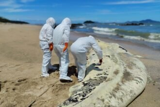 MiAMBIENTE investiga varamiento de tiburón ballena en Veracruz
