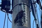 Bomberos alertan sobre riesgo de abejas africanizadas en postes