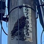 Bomberos alertan sobre riesgo de abejas africanizadas en postes