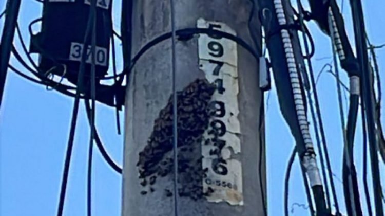 Bomberos alertan sobre riesgo de abejas africanizadas en postes