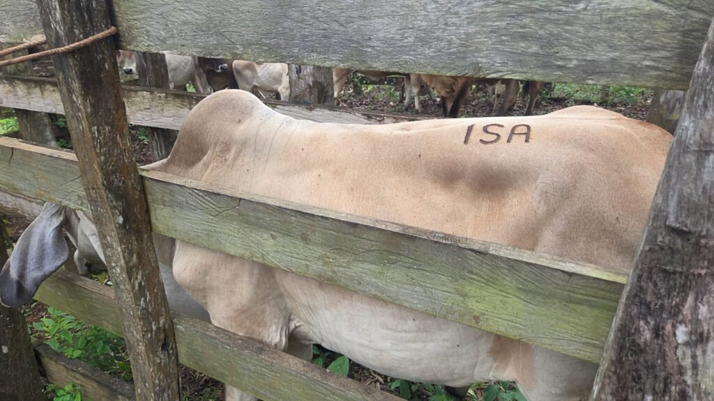 Productor de Capira protege un semental y 10 vientres de cría mediante un seguro agropecuario para bovinos ofrecido por el ISA.