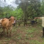 Productor de Panamá Oeste asegura bovinos con el ISA