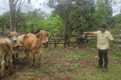 Productor de Panamá Oeste asegura bovinos con el ISA