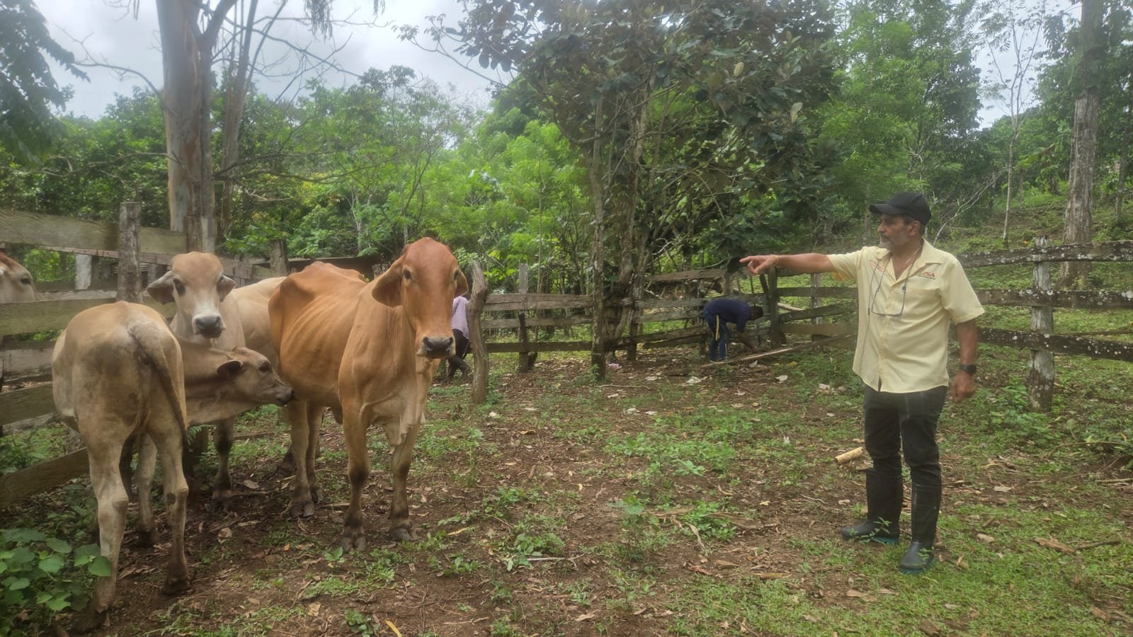 Productor de Panamá Oeste asegura bovinos con el ISA