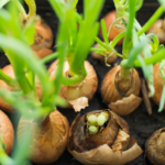 Cultivo de cebolla: identifican variedades más resistentes