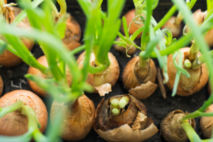 Cultivo de cebolla: identifican variedades más resistentes