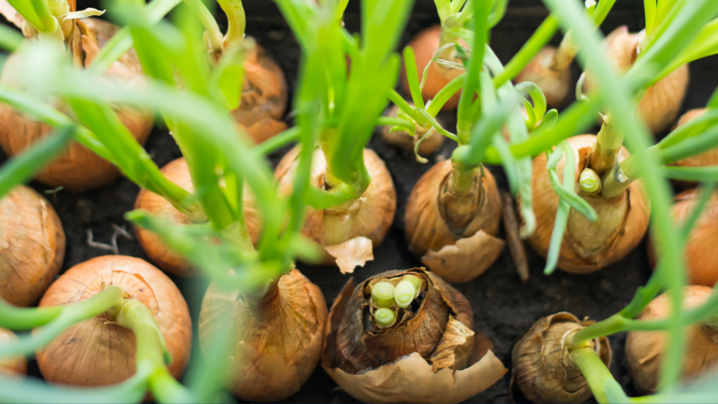 Cultivo de cebolla: identifican variedades más resistentes