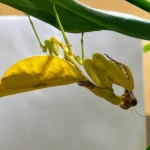 mantis amarilla