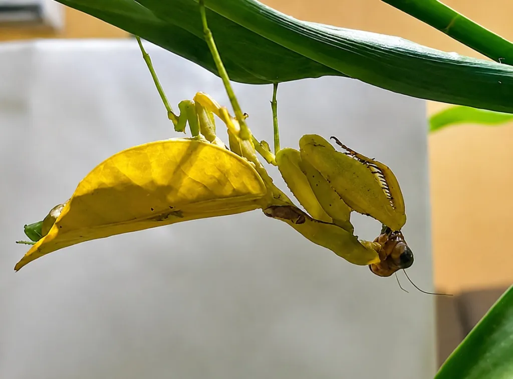 mantis amarilla