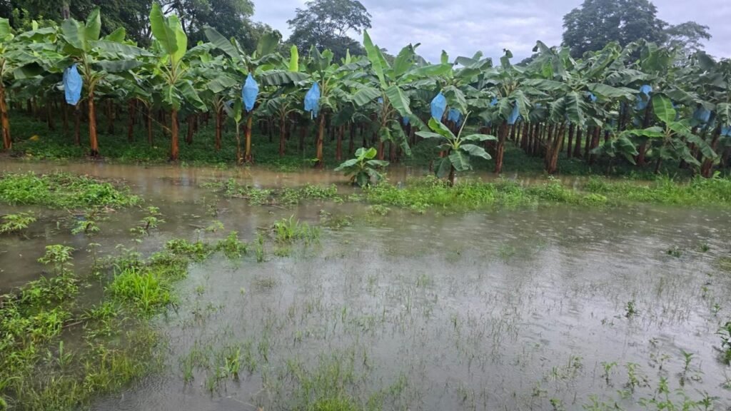 seguro agropecuario