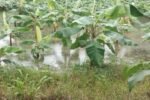 Doce productores asegurados en Bocas del Toro son evaluados tras las inundaciones, resaltando la importancia de proteger las inversiones agropecuarias.