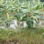 Doce productores asegurados en Bocas del Toro son evaluados tras las inundaciones, resaltando la importancia de proteger las inversiones agropecuarias.