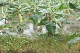 Doce productores asegurados en Bocas del Toro son evaluados tras las inundaciones, resaltando la importancia de proteger las inversiones agropecuarias.