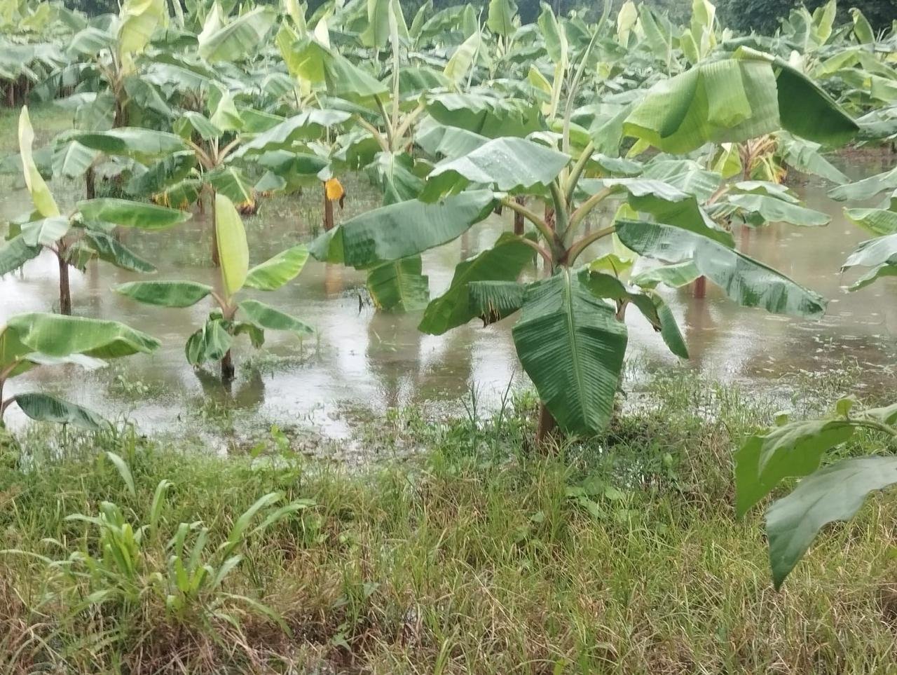 Doce productores asegurados en Bocas del Toro son evaluados tras las inundaciones, resaltando la importancia de proteger las inversiones agropecuarias.