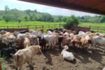 El Instituto de Seguro Agropecuario aseguró 239 novillos en Colón, reflejando el creciente interés de los productores por proteger sus inversiones pecuarias.