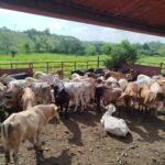 El Instituto de Seguro Agropecuario aseguró 239 novillos en Colón, reflejando el creciente interés de los productores por proteger sus inversiones pecuarias.