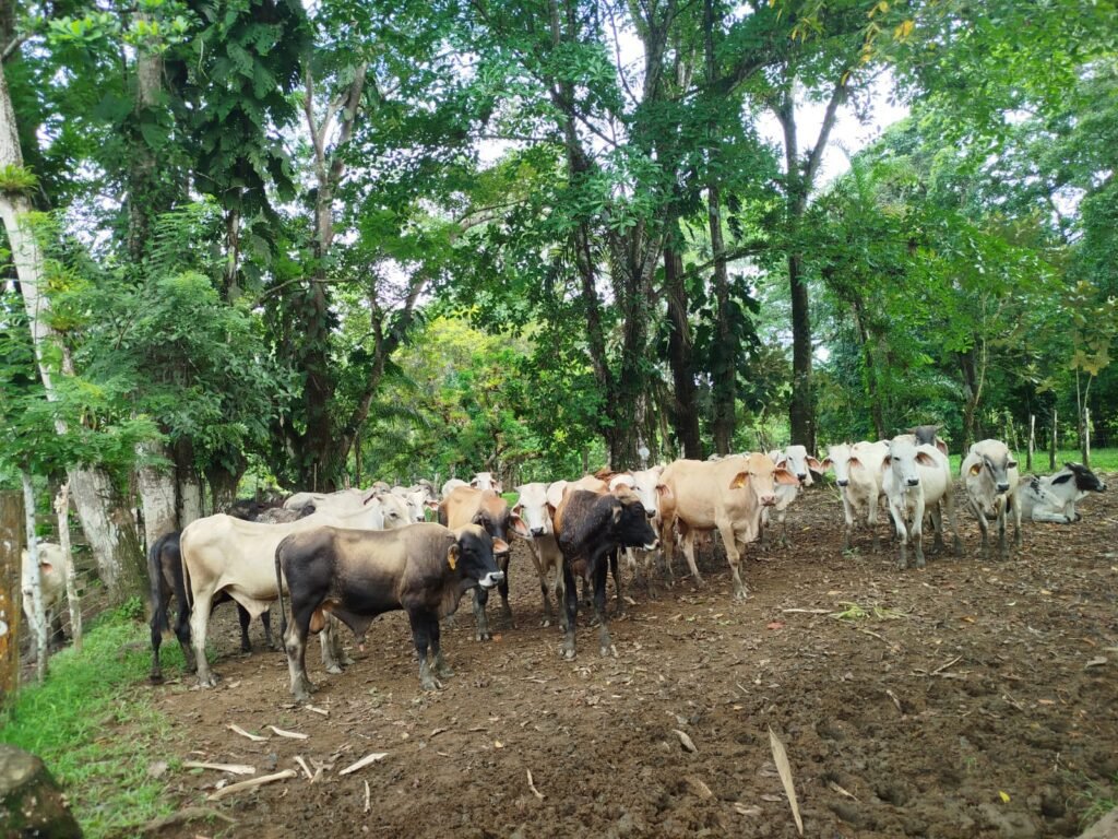 El Instituto de Seguro Agropecuario aseguró 239 novillos en Colón, reflejando el creciente interés de los productores por proteger sus inversiones pecuarias.