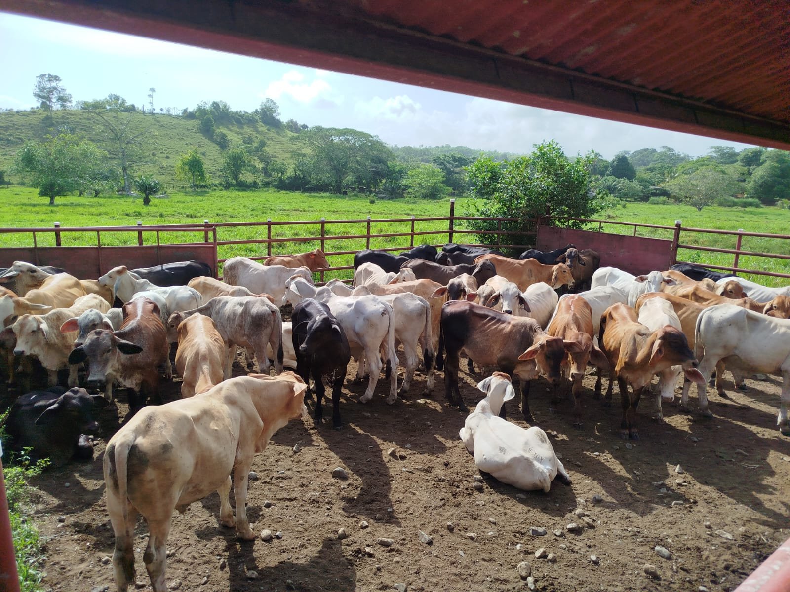 El Instituto de Seguro Agropecuario aseguró 239 novillos en Colón, reflejando el creciente interés de los productores por proteger sus inversiones pecuarias.