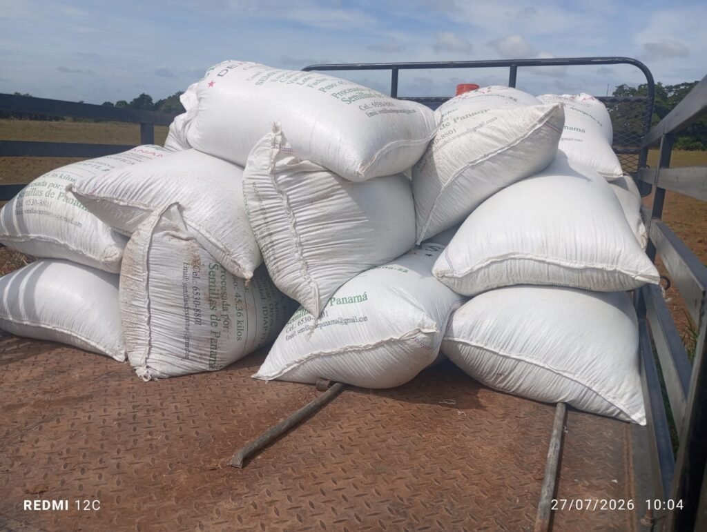 El ISA realizó una inspección de siembra de arroz en Santa María, Herrera, para evaluar 23 hectáreas antes del aseguramiento del cultivo.