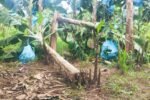 productores afectados por las lluvias