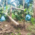 productores afectados por las lluvias